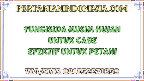 Fungisida Musim Hujan Untuk Cabe Solusi Efektif Untuk Petani